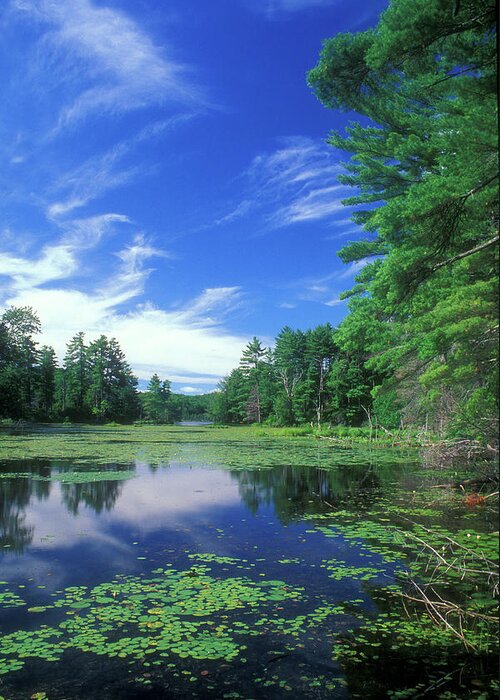 Connecticut Greeting Card featuring the photograph Summer at Breakneck Pond by John Burk