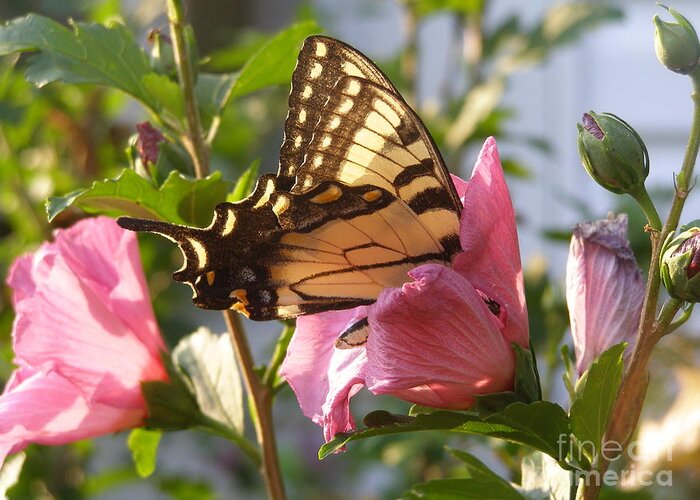 Holly Hock Greeting Card featuring the photograph Summer Butterfly by LeLa Becker