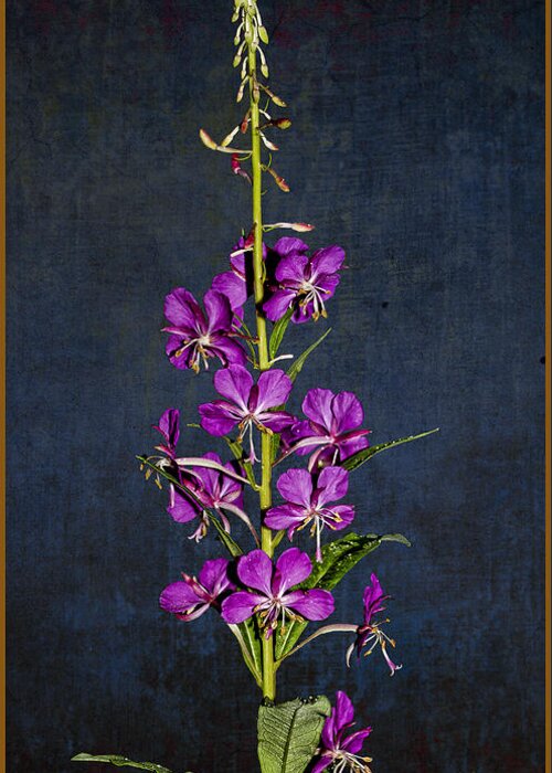 Wildflower Greeting Card featuring the photograph Summer Fireweed by Fred Denner