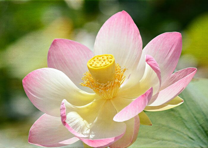 Lotus Flower Greeting Card featuring the photograph Summer Guest 2 by Fraida Gutovich