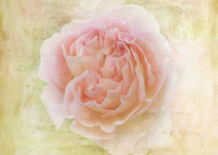 English Garden Roses Greeting Card featuring the photograph Summer Roses by Melinda Dreyer