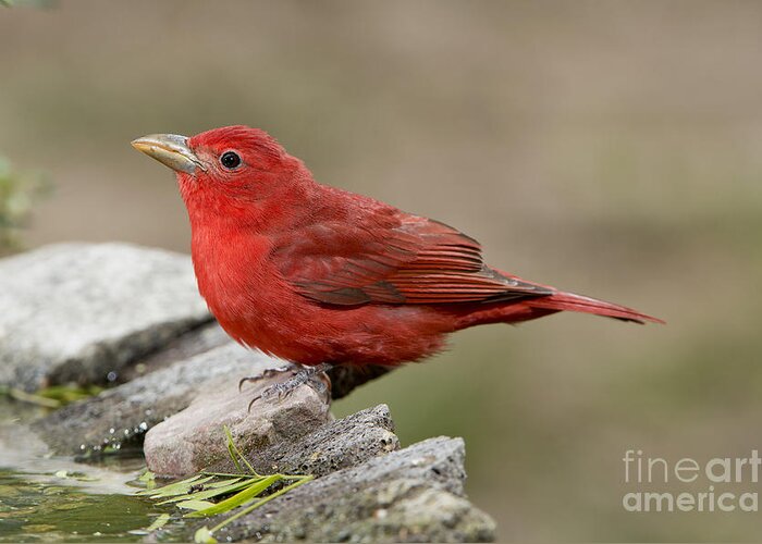 Summer Tanager Greeting Card featuring the photograph Summer Tanager by Anthony Mercieca