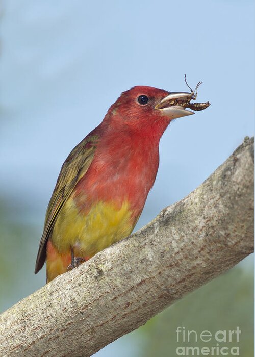 Summer Tanager Greeting Card featuring the photograph Summer Tanager Eating Wasp by Anthony Mercieca