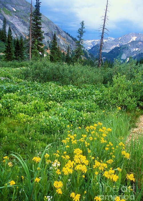 Alpine Meadow Greeting Card featuring the photograph Summer Vista near Durango by Teri Atkins Brown