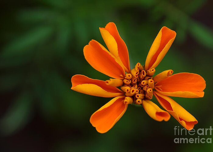 Marigold Greeting Card featuring the photograph Summer's Unfolding by Michael Eingle