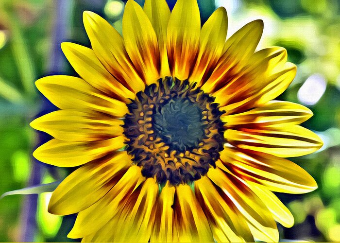 Flowers Greeting Card featuring the photograph Sun Burst by Spencer Hughes