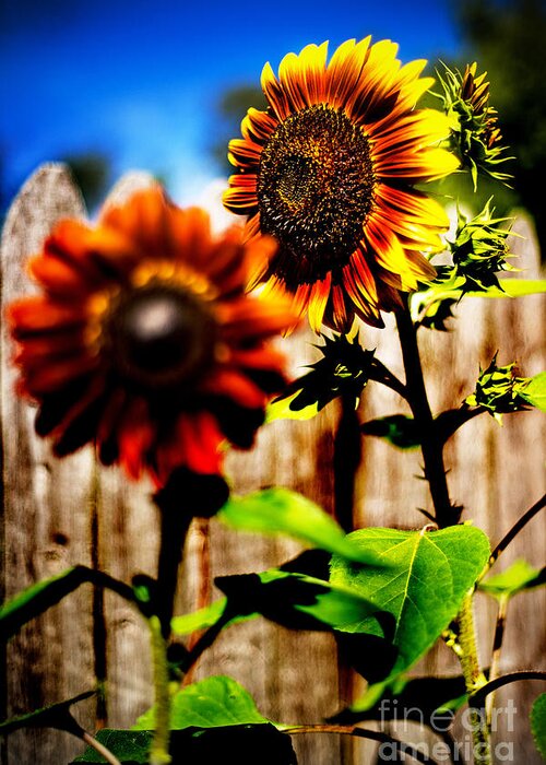 Sun Flowers Greeting Card featuring the photograph Sun Flowers by Randall Cogle