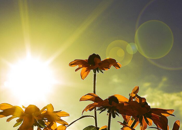 Sun Greeting Card featuring the photograph Sun lit flowers by Tim Palmer
