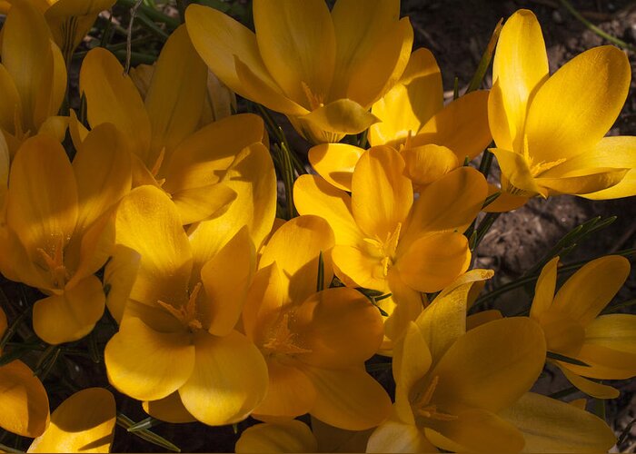 Crocus Greeting Card featuring the photograph Sun on Crocuses by ShaddowCat Arts - Sherry