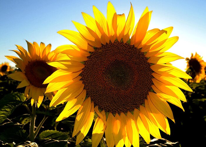 Sunflower Greeting Card featuring the photograph Sun Shine 3 WC 2 by Lyle Crump