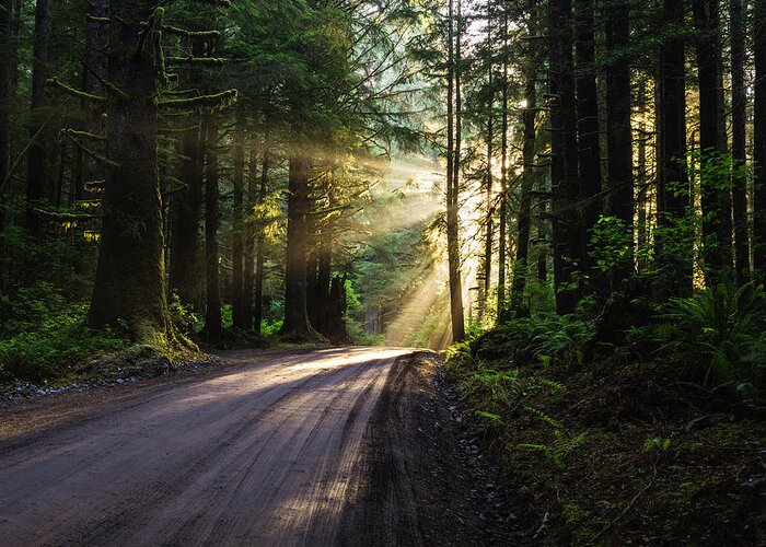 God Rays Greeting Card featuring the photograph Sunburst at Redwood National Park by Vishwanath Bhat