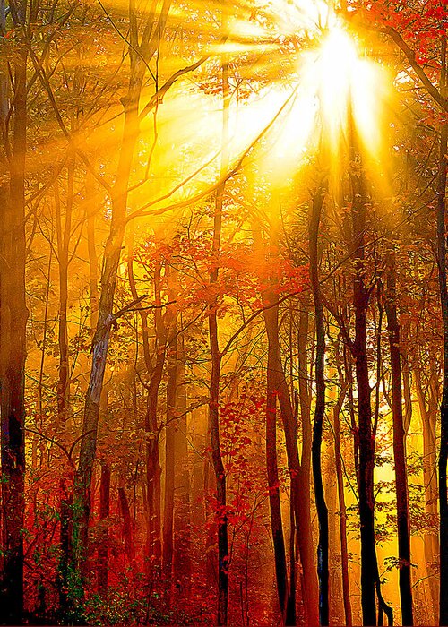 Sunburst Greeting Card featuring the photograph Sunburst In The Forest by Randall Branham