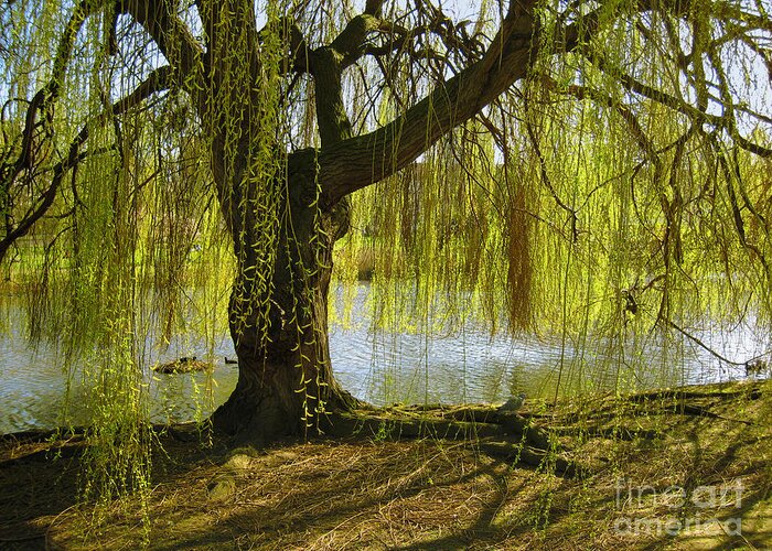 Tree Greeting Card featuring the photograph Sunday In The Park by Madeline Ellis