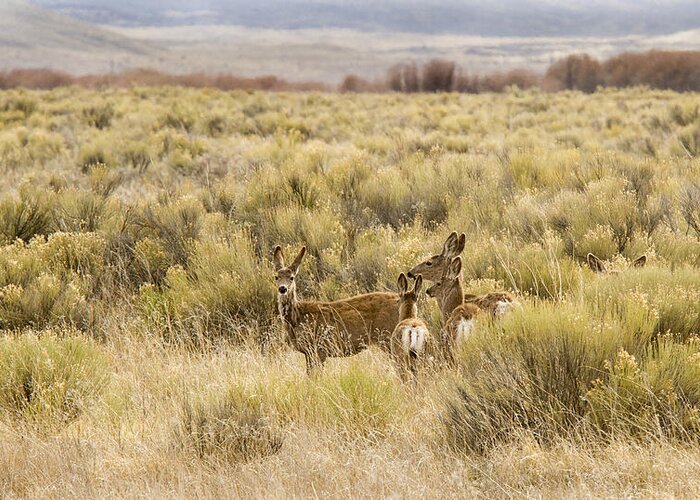 Eastern Oregon Greeting Card featuring the photograph Sunday Outing by Jean Noren