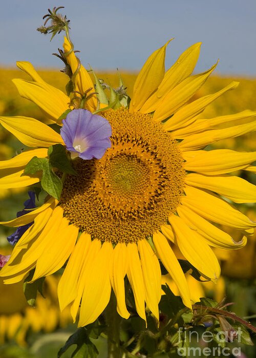 Sunflower Greeting Card featuring the photograph Sunflower and Friend by Chris Scroggins