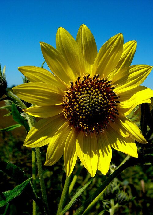 Yellow Sunflower Greeting Card featuring the photograph Sunflower by Andrea Galiffi