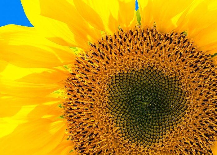 Sunflower Greeting Card featuring the photograph Sunflower by Andreas Berthold