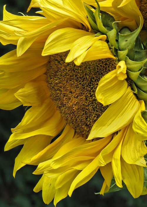 Flower Greeting Card featuring the photograph Sunflower by Ann Bridges