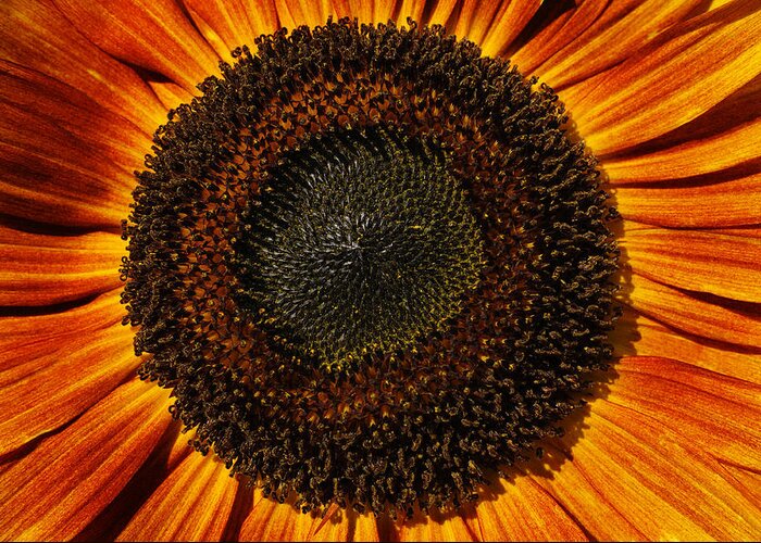 Sunflower Greeting Card featuring the photograph Sunflower Bloom by Luke Moore