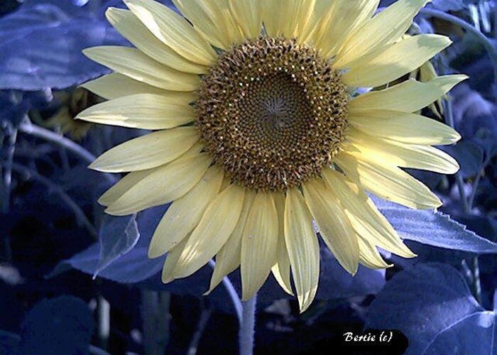 Sunflower Greeting Card featuring the photograph Sunflower Blues by Bertie Edwards