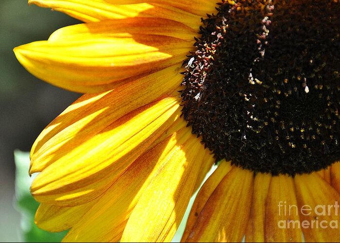  Greeting Card featuring the photograph Sunflower by Cheryl Baxter