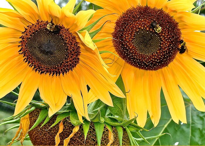 Close Greeting Card featuring the photograph Sunflower Close Up by Frozen in Time Fine Art Photography