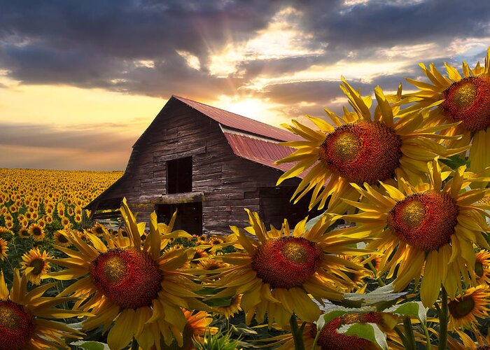 Barn Greeting Card featuring the photograph Sunflower Dance by Debra and Dave Vanderlaan