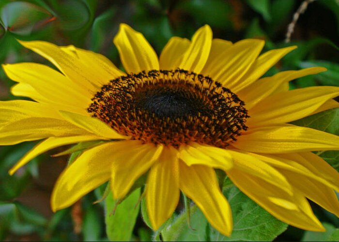 Sunflower Greeting Card featuring the photograph Sunflower by Daniele Smith