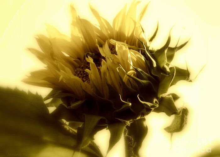 Sunflowers Greeting Card featuring the photograph Sunflower - Fare thee well by Janine Riley