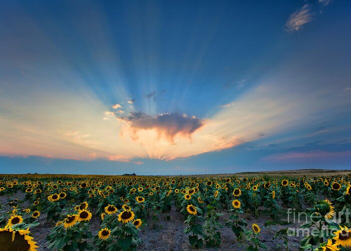 Flowers Greeting Card featuring the photograph Sunflower Field at Sunset by Jim Garrison