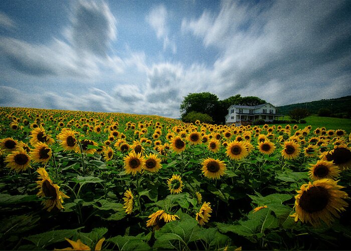 Sunflower Field Greeting Card featuring the photograph Sunflower field by Crystal Wightman