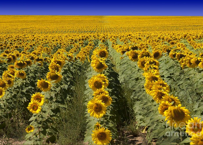 Agribusiness Greeting Card featuring the photograph Sunflower Field by Juli Scalzi