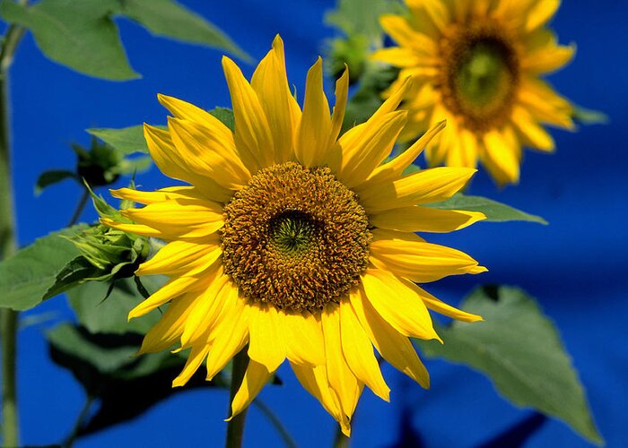 Agriculture Greeting Card featuring the photograph Sunflower by John W. Bova