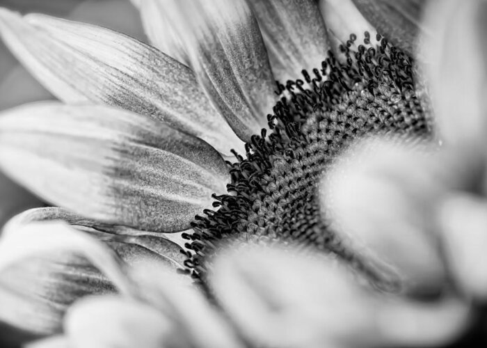 Nature Greeting Card featuring the photograph Sunflower by Jonathan Nguyen