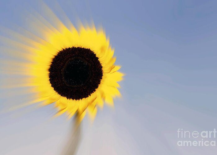 Flower Greeting Card featuring the photograph Sunflower Light rays in the wind by Linda Matlow