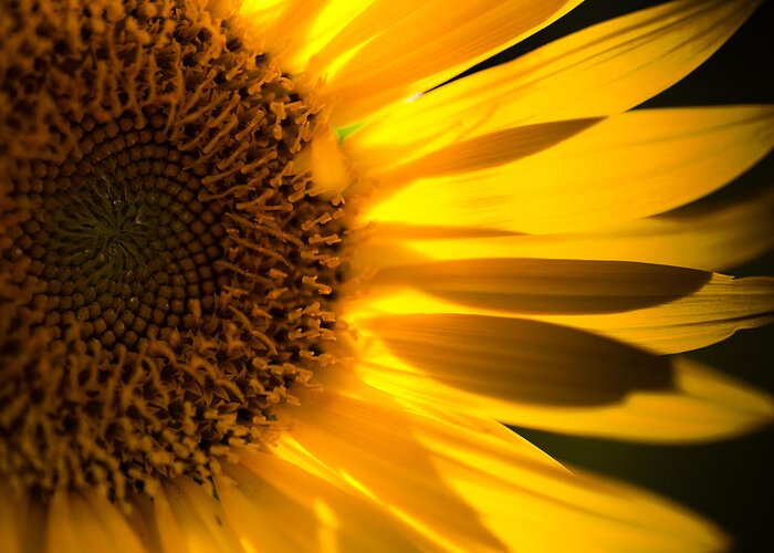Sunflower Greeting Card featuring the photograph Sunflower by Mark Alder