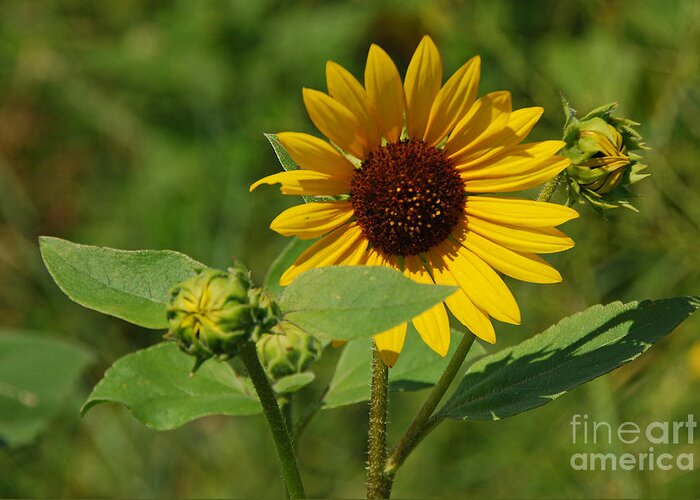 Flower Greeting Card featuring the photograph Sunflower by Mary Carol Story