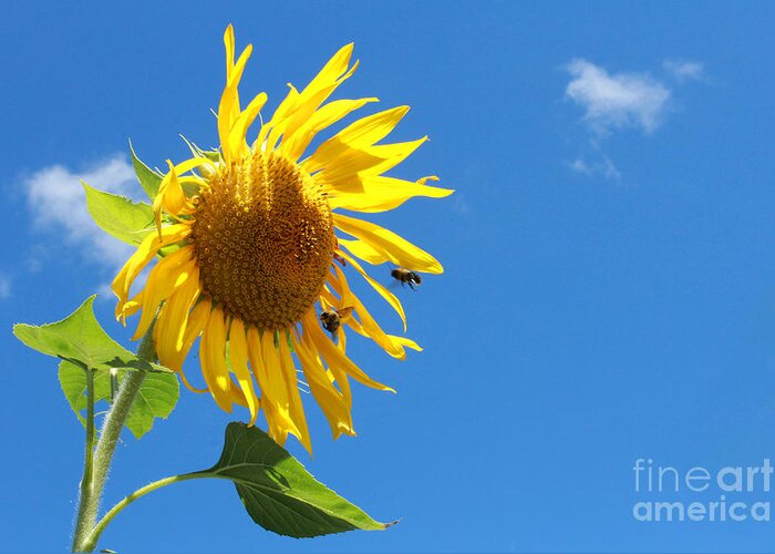 Flower Greeting Card featuring the photograph Sunflower Pollination by Adam Long