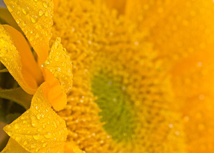 Nature Greeting Card featuring the photograph Sunflower Raindrops by Joan Herwig