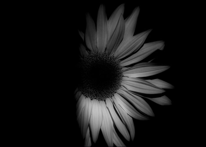 Sunflower-shaded-32-black And White Sunflower Greeting Card featuring the photograph Sunflower-shaded-32 by Rae Ann M Garrett