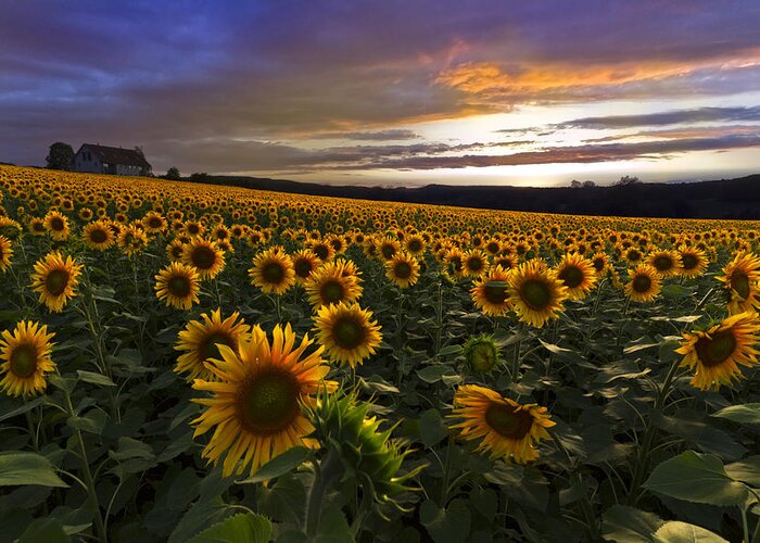 Austria Greeting Card featuring the photograph Sunflower Sunset by Debra and Dave Vanderlaan