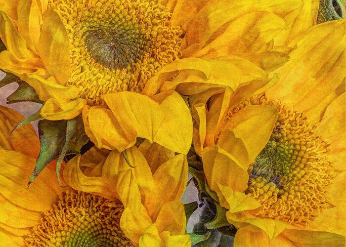 Yellow Greeting Card featuring the photograph Sunflower Trio by Heidi Smith