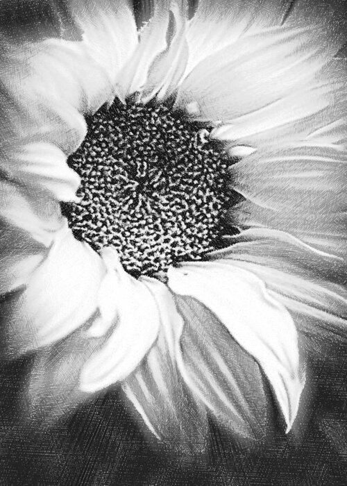 Daisy Greeting Card featuring the painting Sunflower White And Black by Tony Rubino