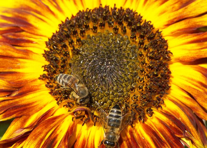 Sunflower Greeting Card featuring the photograph Sunflower with bees by Matthias Hauser