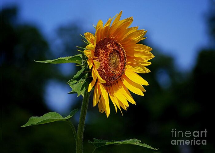 Sunflower Greeting Card featuring the photograph Sunflower With Honeybee by Catherine Sherman