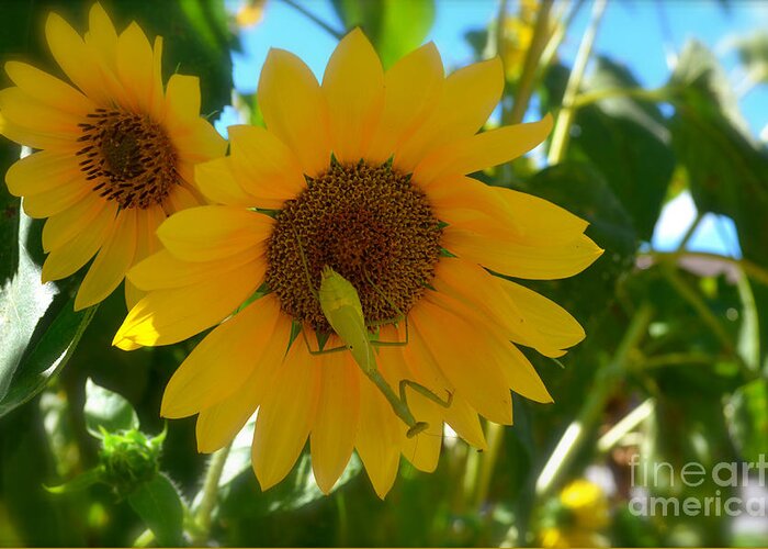 Sunflower With Upside Down Visitor Greeting Card featuring the photograph Sunflower With Upside Down Visitor by Luther Fine Art