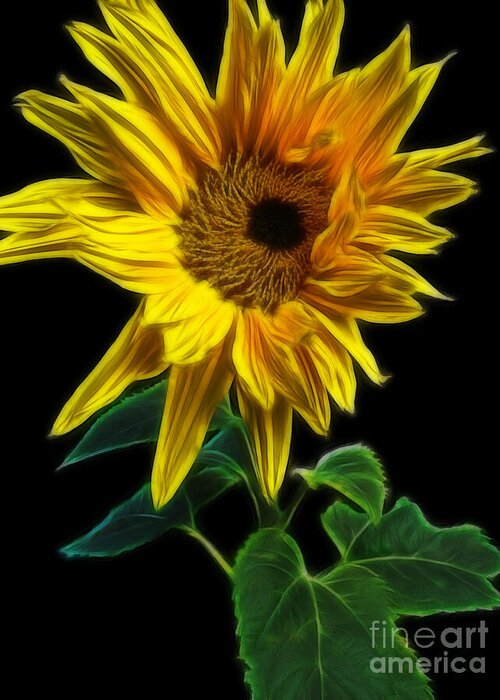 Sunflower Greeting Card featuring the photograph Sunflower by Yvonne Johnstone