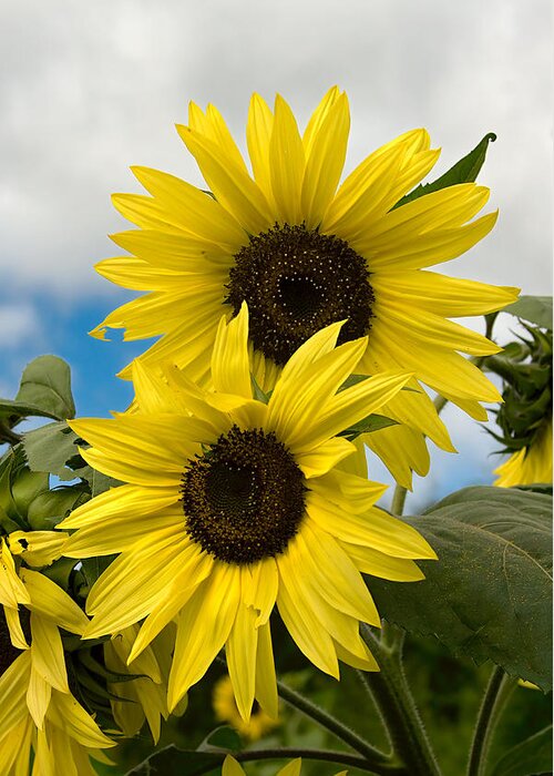 Yellow Greeting Card featuring the photograph Sunflowers by Chuck De La Rosa