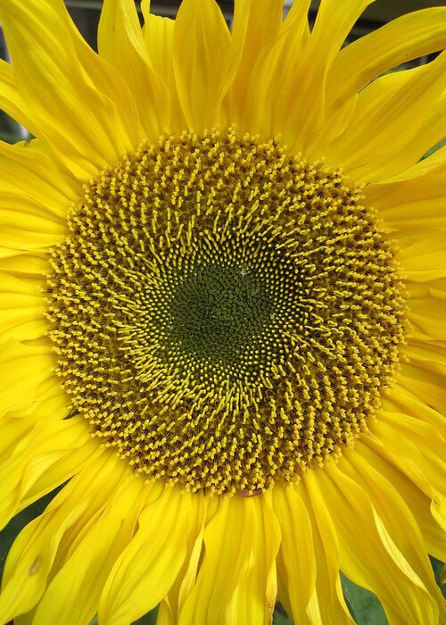 Daisy Greeting Card featuring the photograph Sunflower's cluster by Rosita Larsson