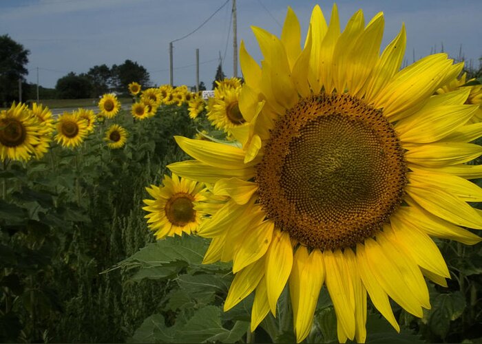 Sunflowers Greeting Card featuring the photograph Sunflowers by Diane Lent